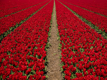 i see tulips - tulips, flowers, garden, red