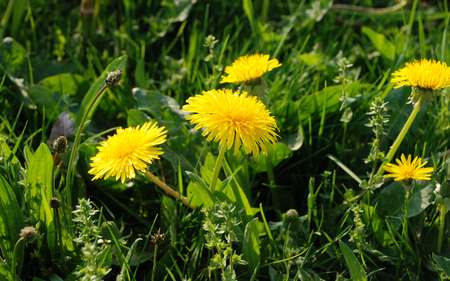 Dandelion - fields, nature, yellow, wilde, dandelion, flowers, grass