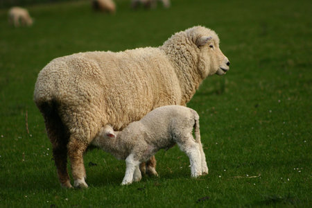 Mother's love - milk, mom, animal, sheep, food, grass, baby