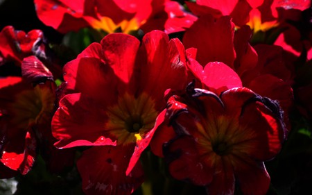 red flowers - flowers, nature, bright, beauty, stilllife