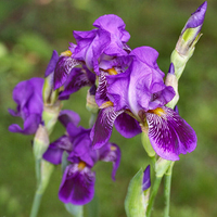 Purple Iris Group 1