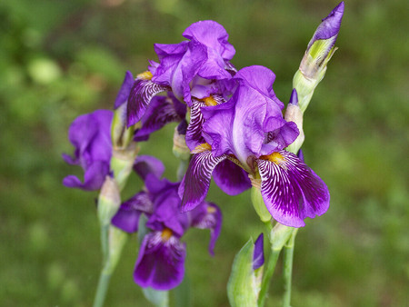 Purple Iris Group 1 - irises, purple, garden, photography, iris, floral, photo, flower