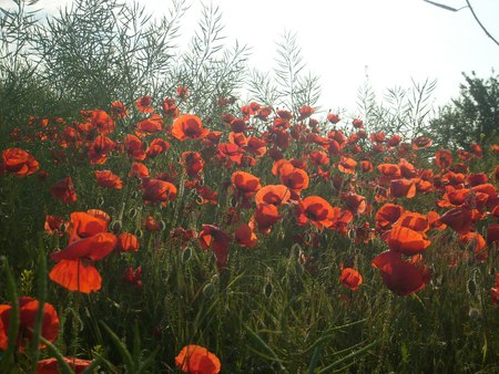 Campul cu maci - nature, flori, camp, flowers, field, poppies