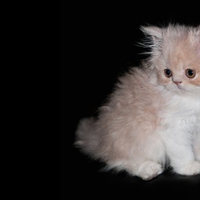 Shy kitty