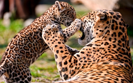 WILD PLAY - mom, leopard, cub, wildcats, playing