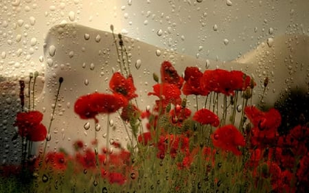 Trup de Femeie - flowers, poppies, woman, rain, femeie, trup, body