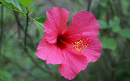 Pink Flower - picture, cool, flower, pink