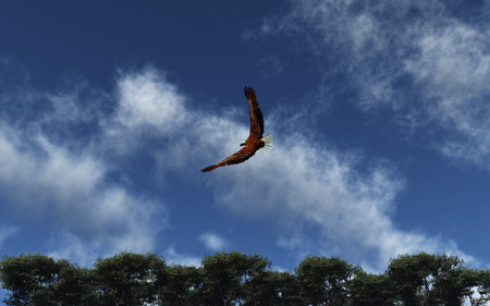 Soaring Eagle - clouds, bird, trees, blue, eagle, nature, wings, sky, animals