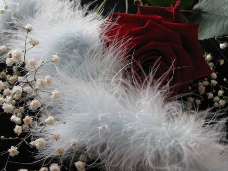 Romance is in the Air - white, femanine, pretty, gypsophila, feather boa, red, flowers, rose