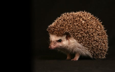 Hedgehog - animal, wallpaper, cute, picture, photo, hedgehog, pygmy