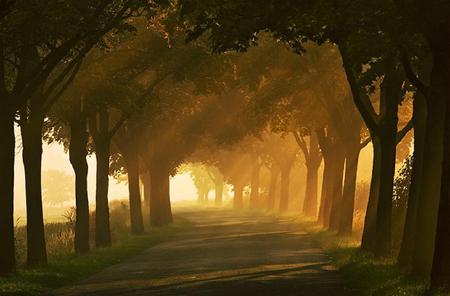 Sunshine and Shadows - sunrays, trees, mist, road, shadows, sunrise, leaves