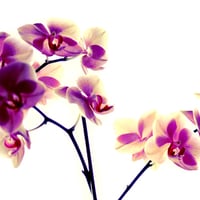 Purple and vanilla orchids for MillyCake2