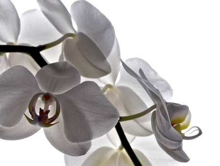 Orchids - flori, blanco, orquidea, orchid, flor, white, nature, orhdee, alb, flower