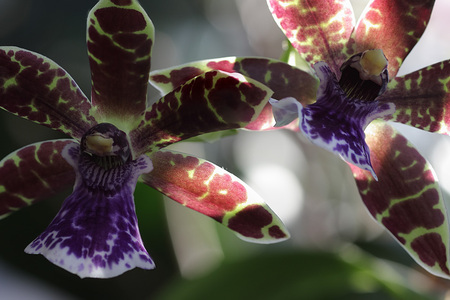 Orchids - flori, orquidea, orchid, rojo, flor, nature, purple, orhidee, red, verde, rosu, green, mov, flower