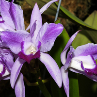 Orchids