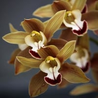 Orchids