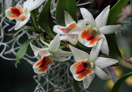 Orchids - rosu, flori, blanco, orquidea, flower, rojo, flor, white, nature, red, orchids, alb, orhidee