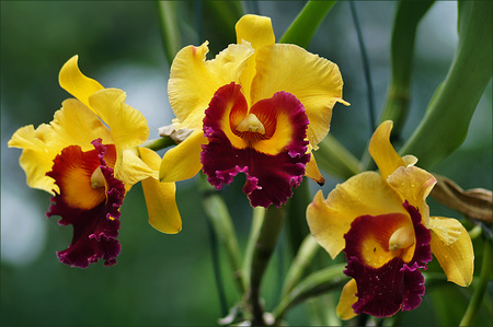 Orchids for margarita8as - orchids, flori, orquidea, rojo, flor, galben, nature, orhidee, yellow, amarillo, red, rosu, flower