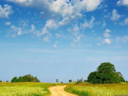 Summer - summer, path, field, tree, nature