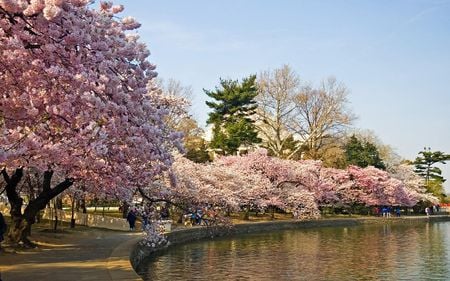 a walk in the park - pretty, trees, water, cherry blossoms, photography, landscape, wet, beauty, pink, nature, green, sky, park