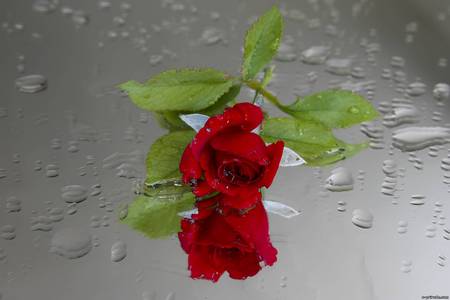 Rose with drops - drop, rose, flower, nature