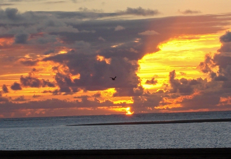 Another Sunset - bird, clouds, sunset, sea, nature