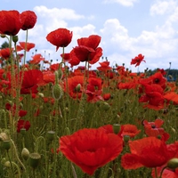 poppies & clouds