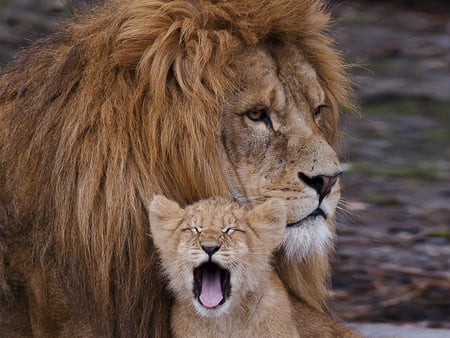 Father's love - lion, love, father, big cat, wildlife