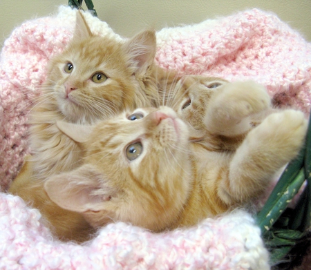 ginger kitties - three, cute, kitties, basket, ginger