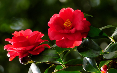 Red Flowers - flowers, nature, red, green, leaf, petals