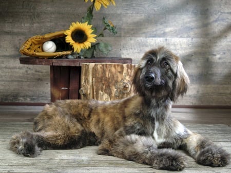 Dog - sunflower, animals, dog, baseball, ball