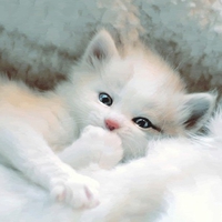 Cute White Kitty