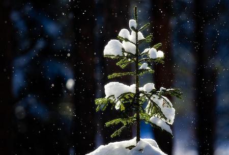 Catching Snowflakes - cold, trees, snow, blue, pine, night, green, christmas