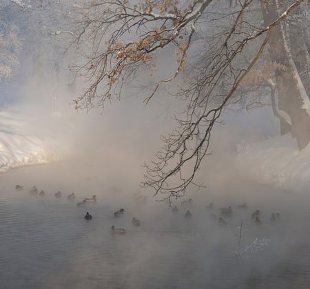 Cold Feet - frosty, lake, ducks, cold, trees, snow, water, birds