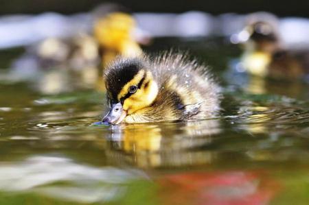 Little Duck - ducks, wildlife, lake, pond, animals, water, baby