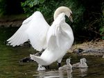 Swan family