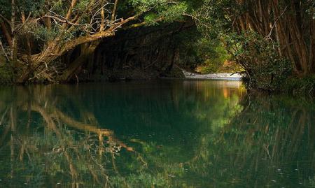 Tunnel of Love - trees, arched, water, green, lake, reflection, bank, leaves