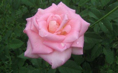 BIG PINK ROSE - big, pink, nature, rose