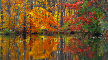 Autumn Pond - trees, water, pond, forest, reflection, colours, nature, season, autumn, red, lake