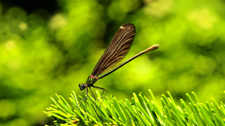 Dragonfly - wings, summer, nature, dragonfly, insect, green, grass, garden, bronze