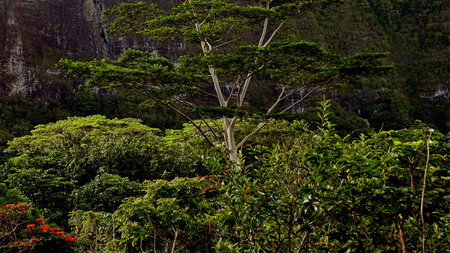 Hawaii - mountain, trees, bush, greenery, summer, tropical, hawaii, nature, forest, island, plant, garden