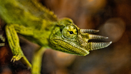 Chameleon - mexico, hidden, tropical, nature, forest, wild, jungle, green, lizard, reptile, chameleon