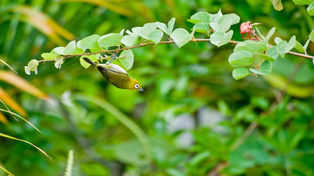 Japanese White-eye in Spring - whiteeye, japan, forest, animal, tree, spring, bird