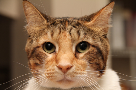 tutsie cat - nose, cat, hair, eyes, black, white, mouth, ears, animal tiger, stripe, brown