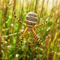 Garden Spider on Web