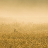  Deer in  the mist