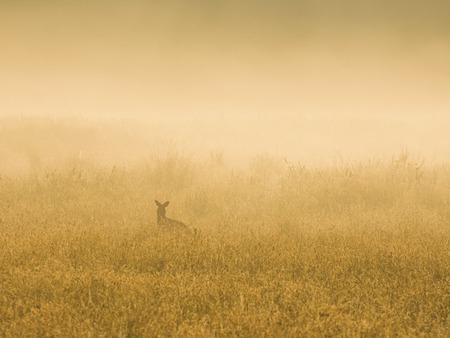  Deer in  the mist - morning, fog, field, deer, mist