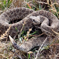 Rattle Snake