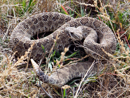 Rattle Snake - colorado rattler, keenesburg, rattle snake, prairie rattler