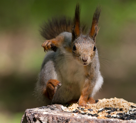 gymnast - nature, gymnast, forest, tree, squirrel